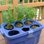 Grow your own hydroponic food