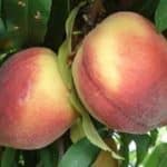 Peach trees for your backyard