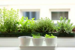 herbs for indoor garden