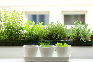Herbs For Indoor Garden