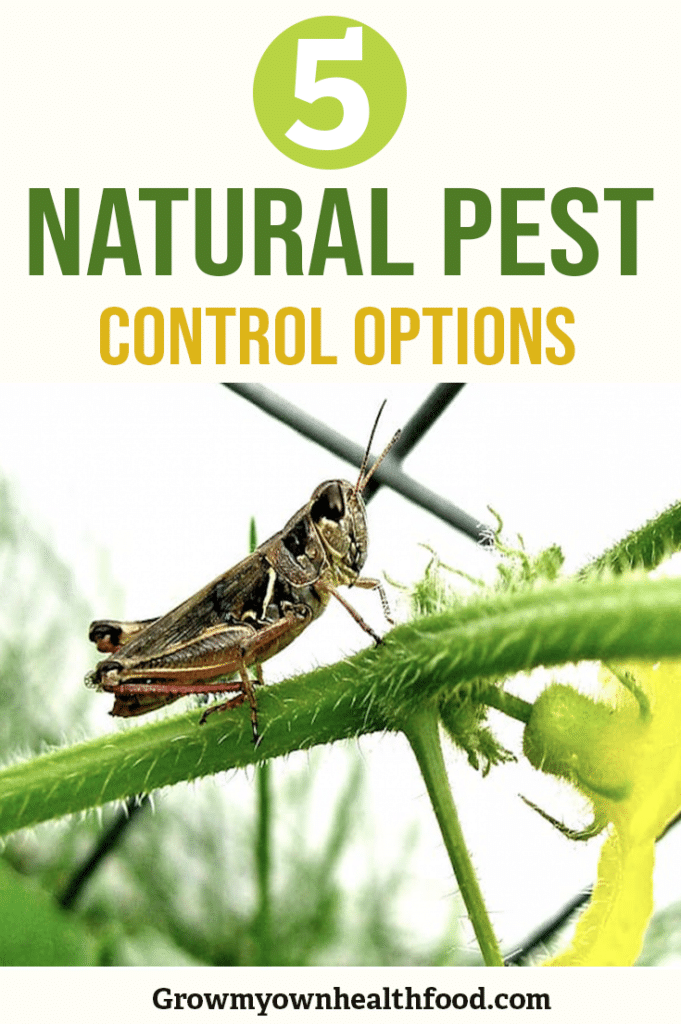 Best Natural Pest Control For gardens