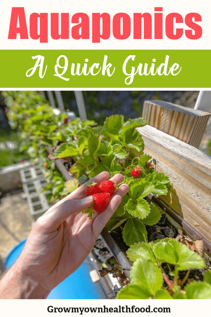 Aquaponics for Beginners