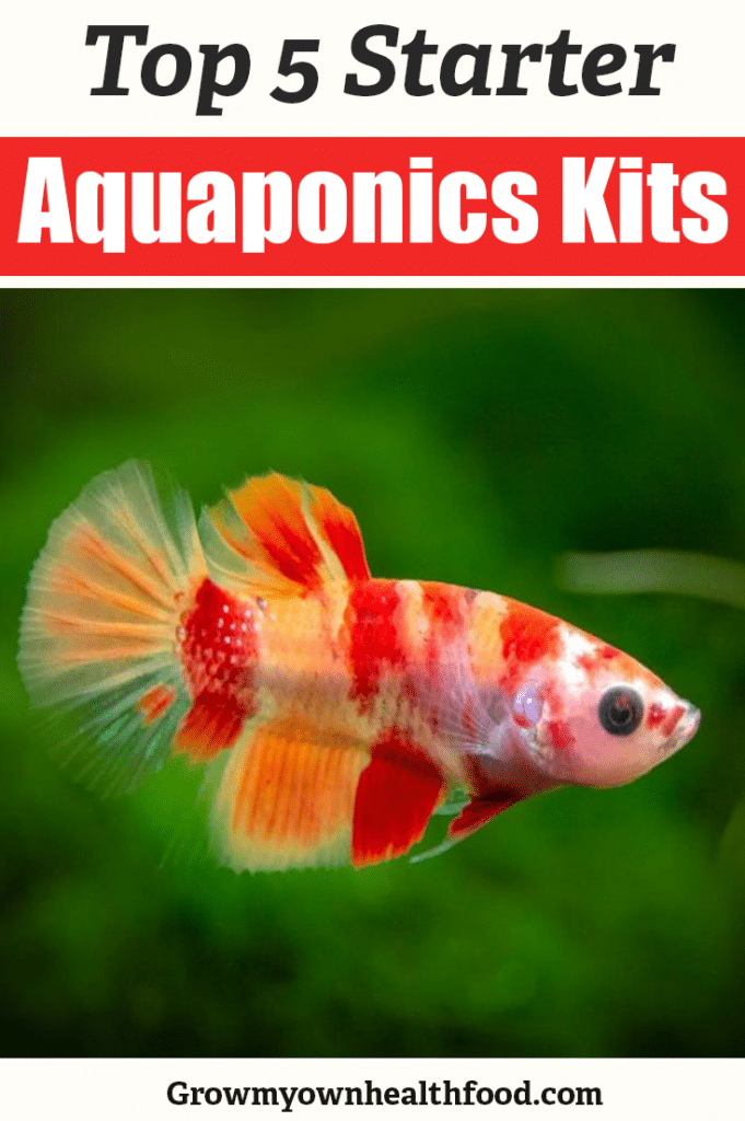 Aquaponic Kits for Beginners