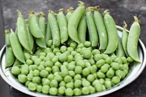 Peas - Survival garden Crop