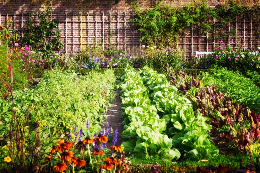 The Easiest Vegetables To Grow For Beginner Gardeners