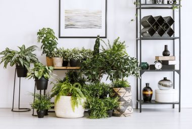 Apartment Gardening Tips Ideas For Small Indoor Spaces