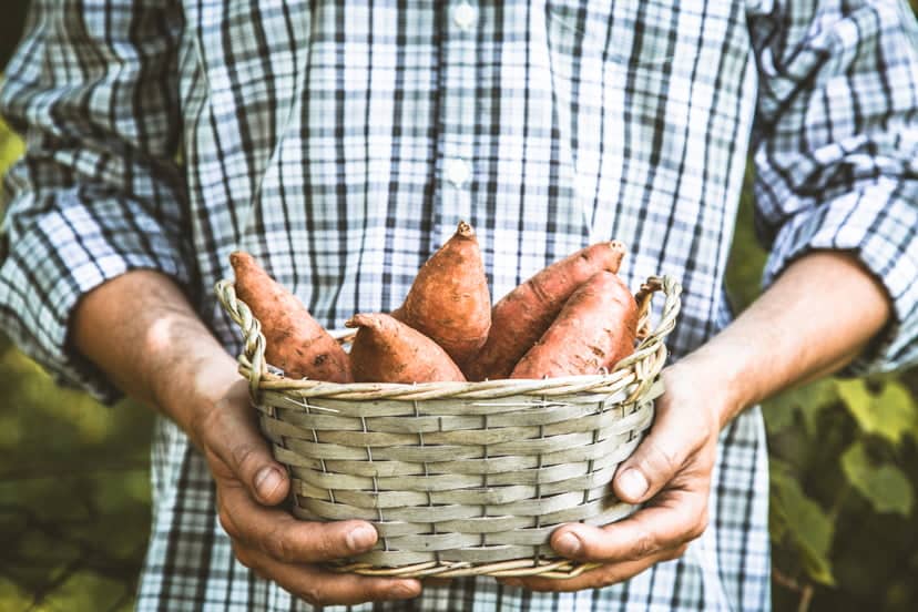 Genius Ways of Growing Sweet Potatoes Indoors – The Ultimate Guide