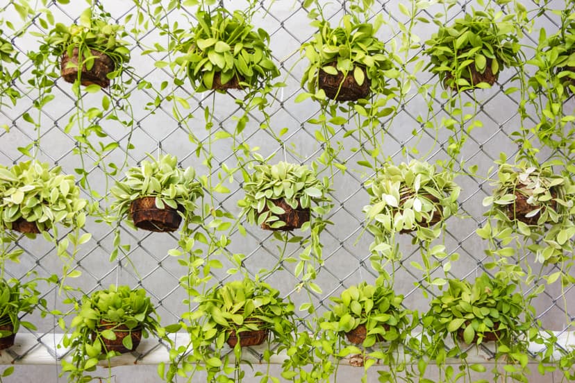 Pick Out What You Want to Use for Your Vertical Garden