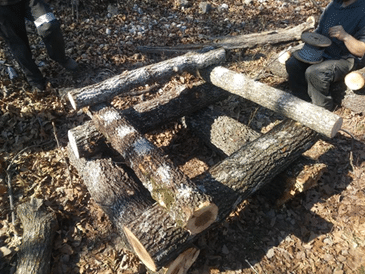 Medicinal Mushroom Logs