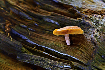 Medicinal Mushrooms