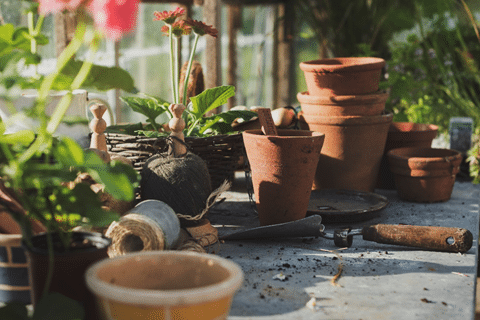 Growing Tomatoes Indoors