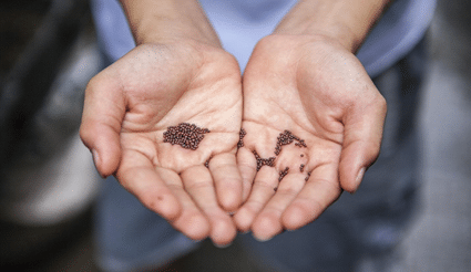 Seed-Saving