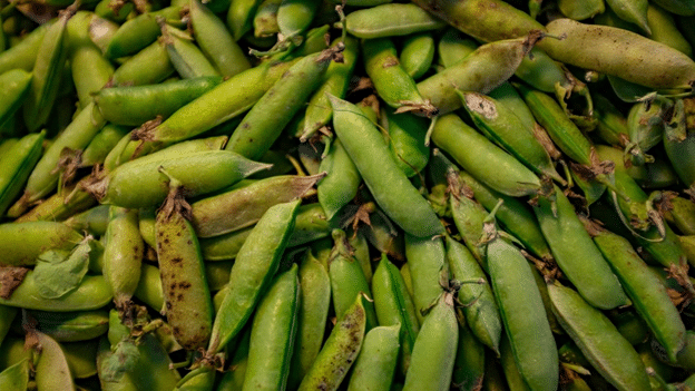 Beans and Peas Seed Saving