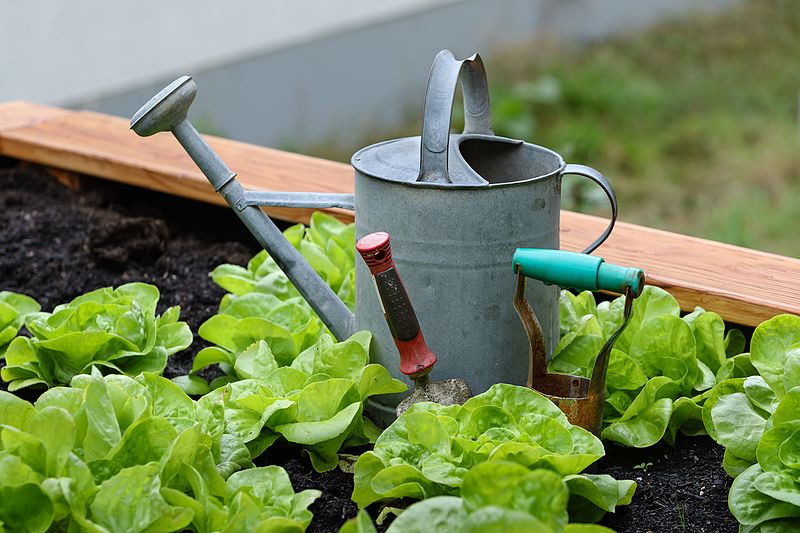 home gardening lettuce