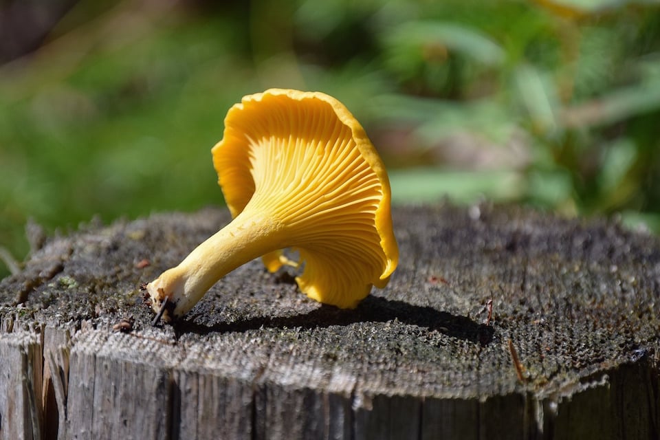 Different Types of Mushrooms - Lobster