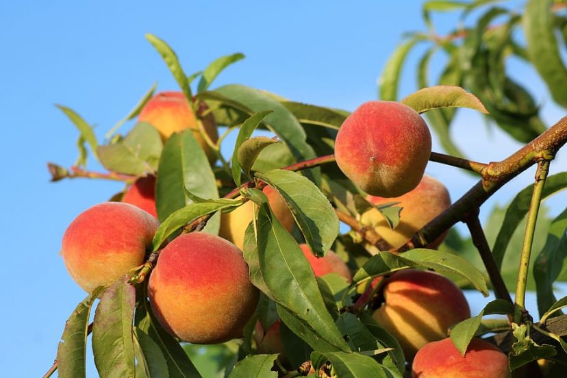 Growing the Best Tasting Peaches Choosing Varieties & Planting Tips