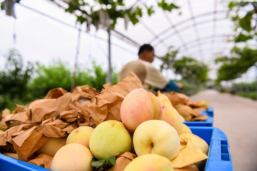 harvest peaches growers