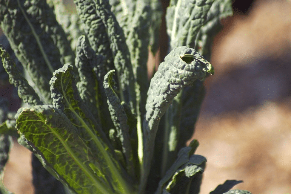 caring kale