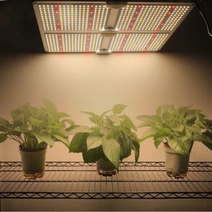 growing plants indoors