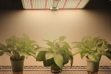Growing Plants Indoors