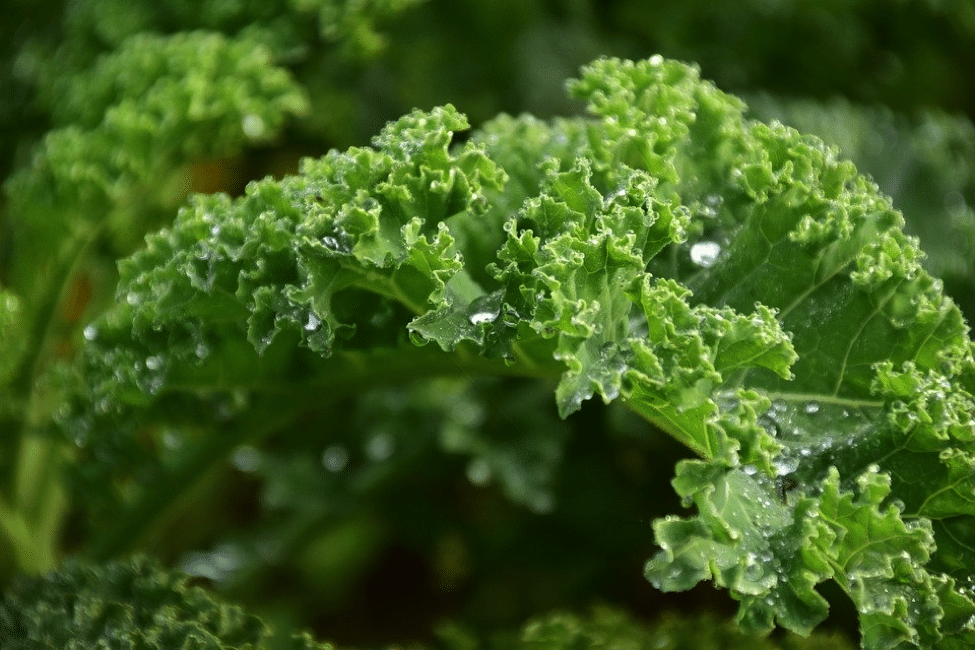 healthy kale plant