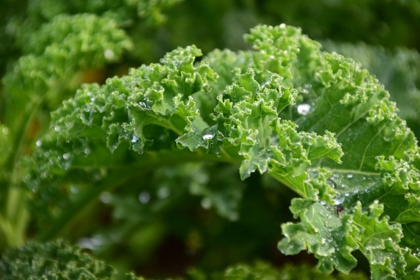 How To Grow Kale Indoors