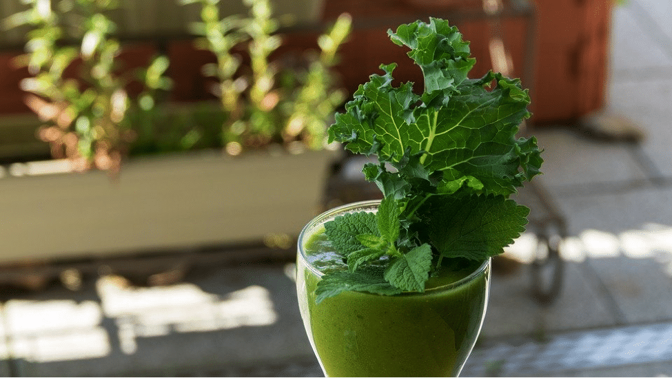 Harvest - How To Grow Kale Indoors