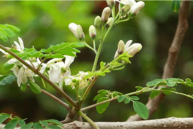 Moringa Tree