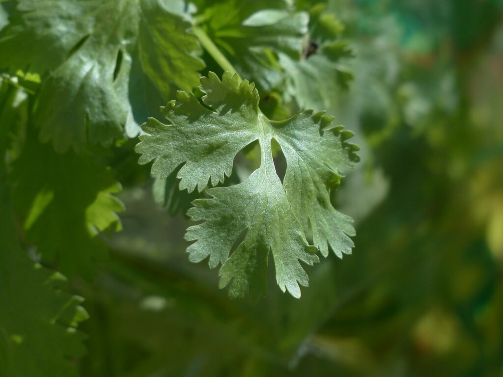 real coriander cilantro