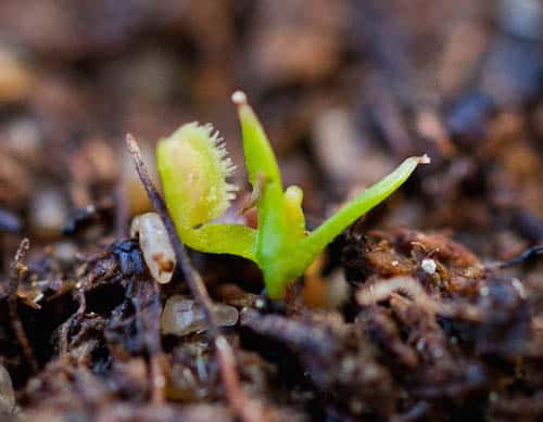 venus flytrap seedling