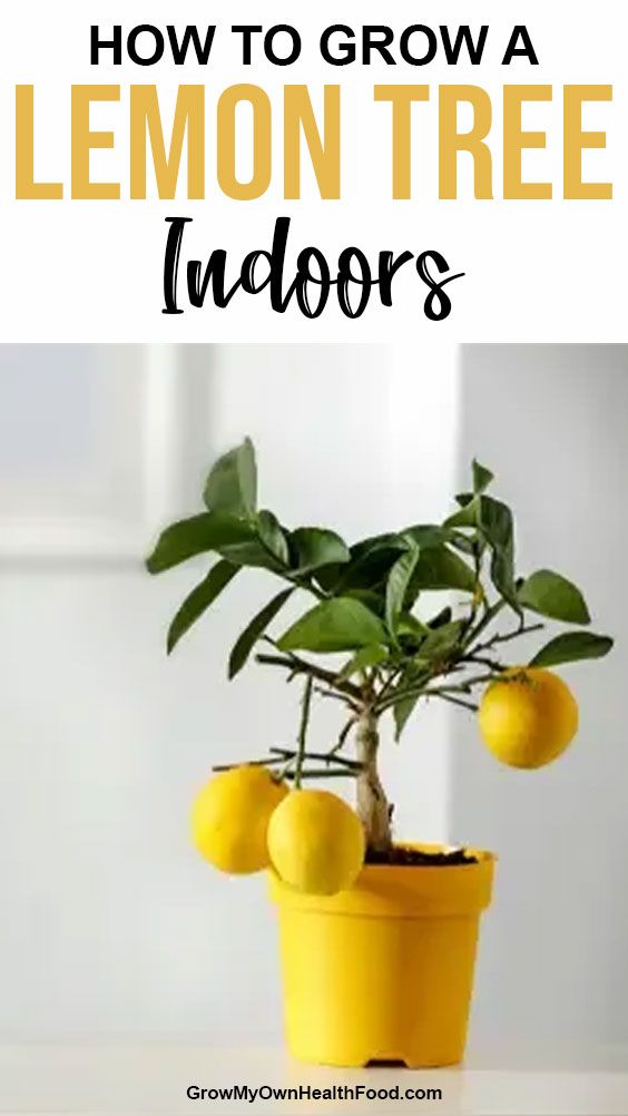 How to Grow A Lemon Tree Indoors