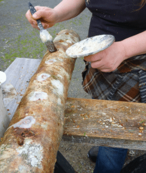 Inoculating logs for spawn