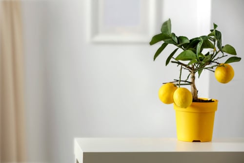 Indoor Lemon Tree