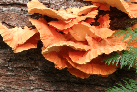 chicken of the woods mushroom 2