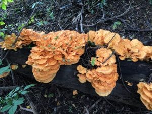 chicken of the woods mushroom feature image