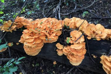 Chicken Of The Woods Mushroom Feature Image