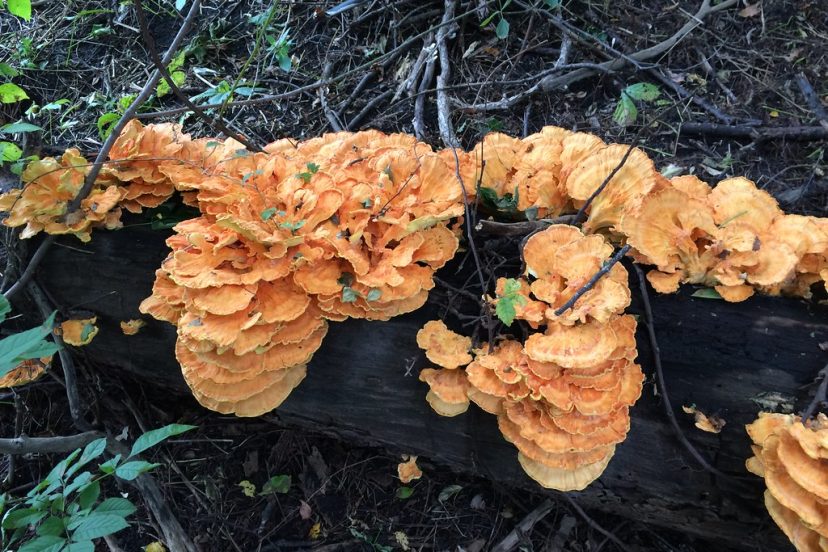 Chicken Of The Woods Mushroom Feature Image