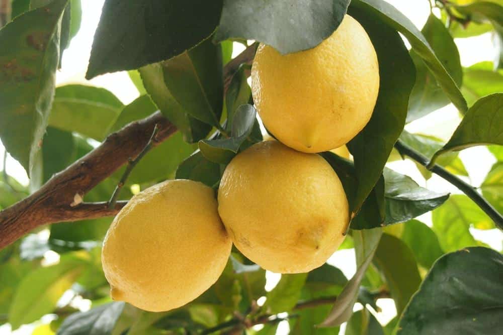 healthy lemons