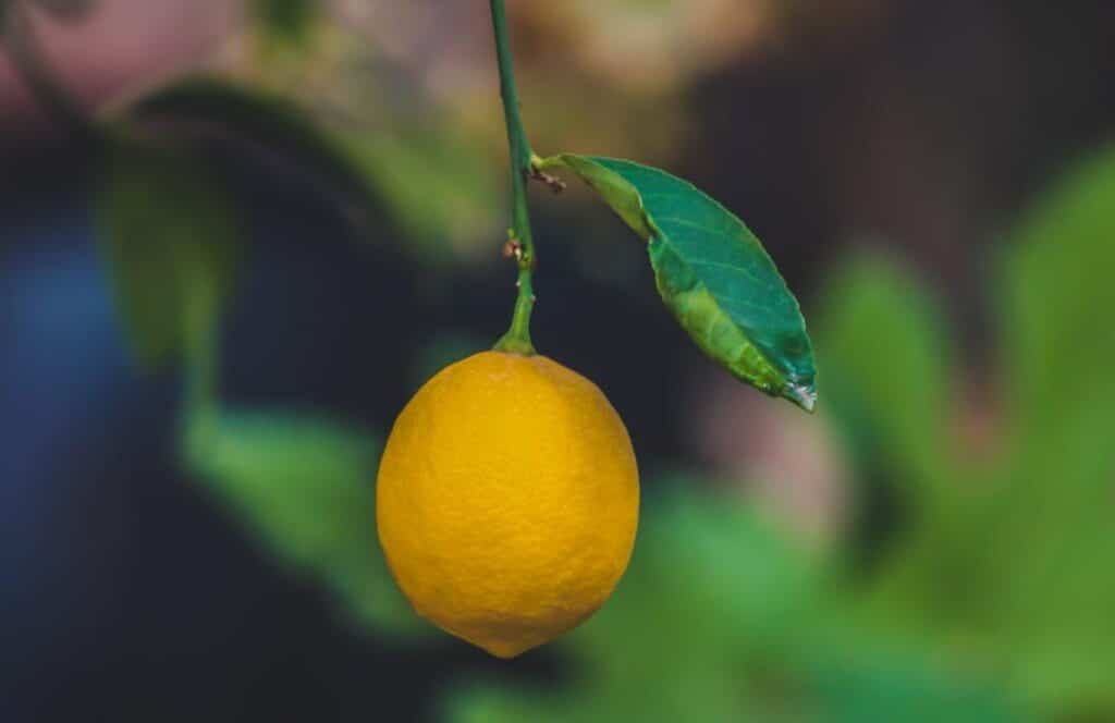 indoor lemon