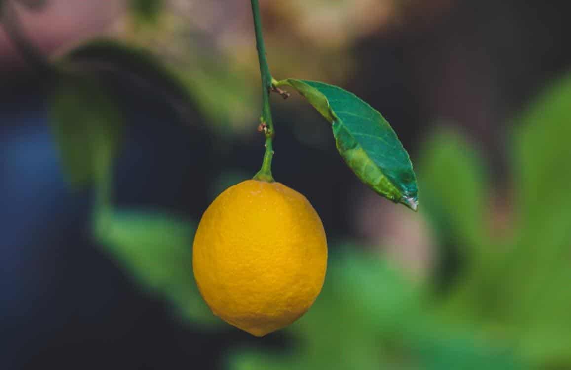 living room indoor lemon tree