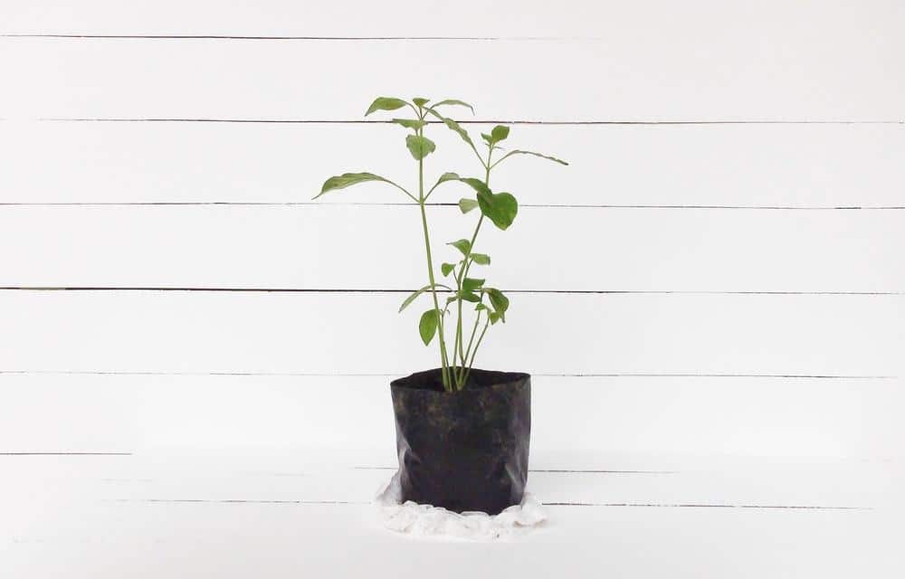 lemon seedling