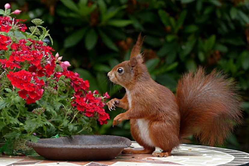 Squirrel On Top Of A Table With Plants