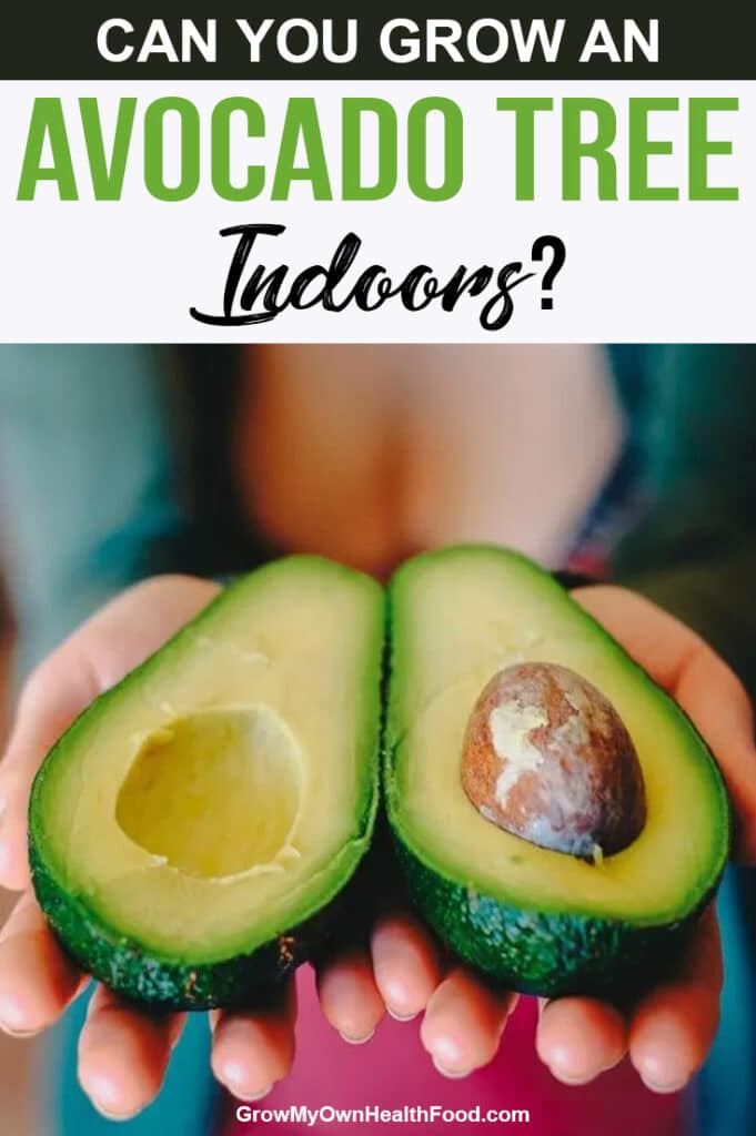 Grow an Avocado Tree Indoors 