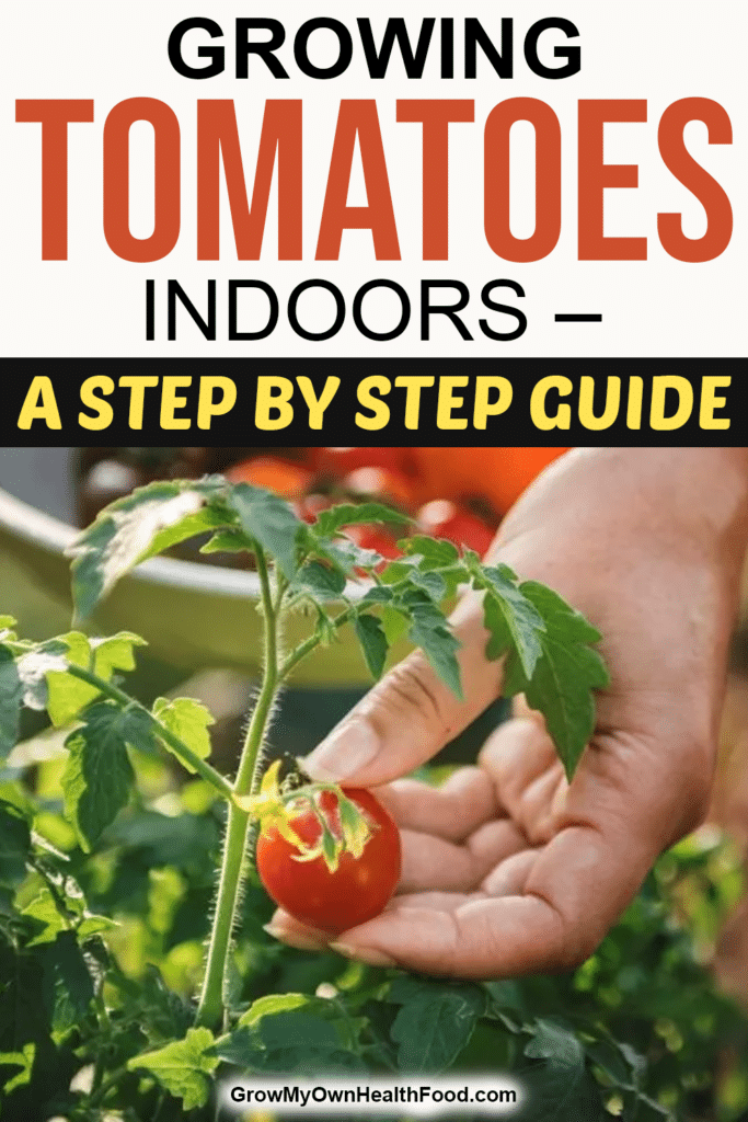 Growing Tomatoes Indoors – A Step by Step Guide
