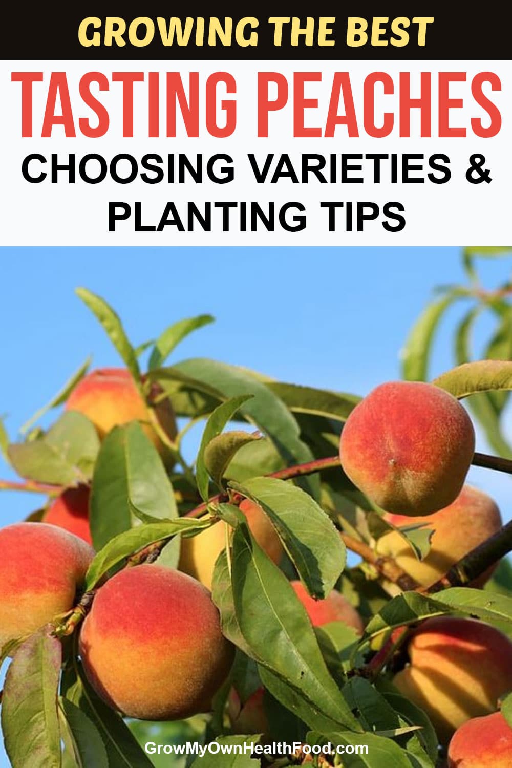 Growing Peaches 