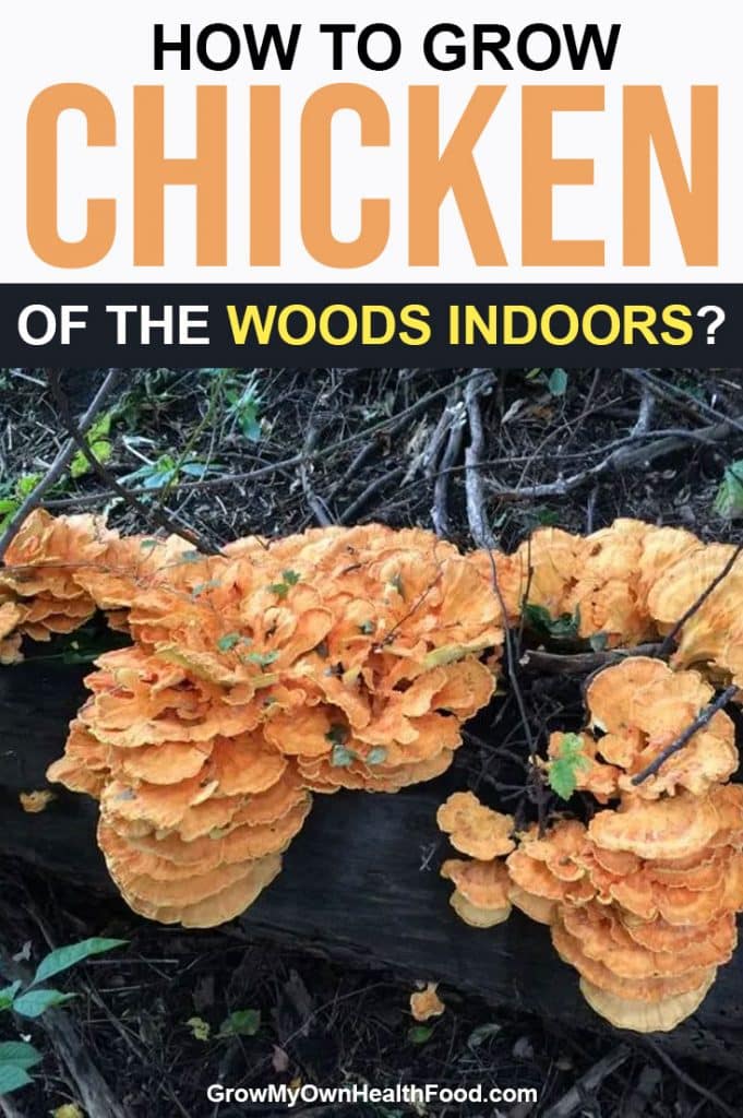 How to Grow Chicken of the Woods Indoors