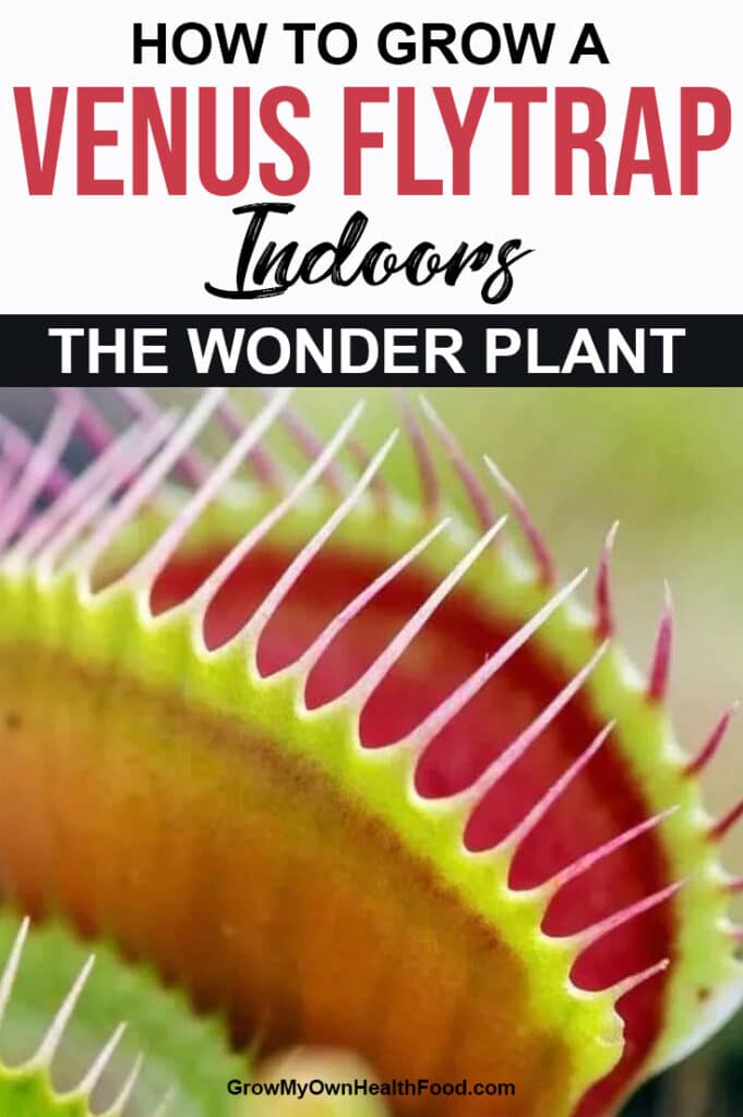 Grow a Venus Flytrap Indoors