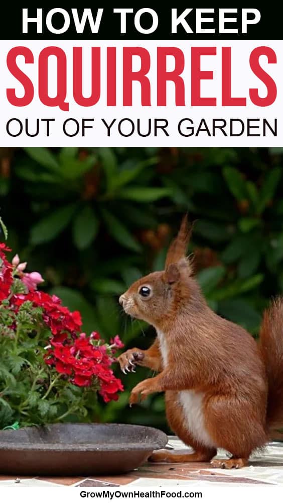 Keep Squirrels Out of Your Garden