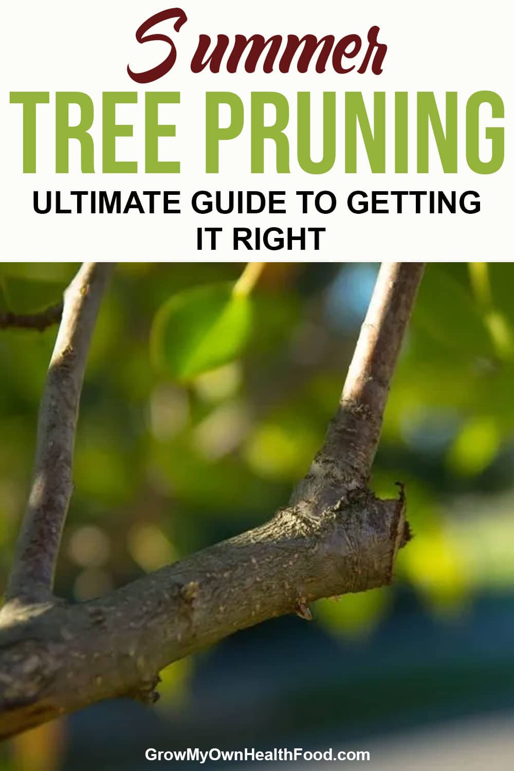 Tree Pruning