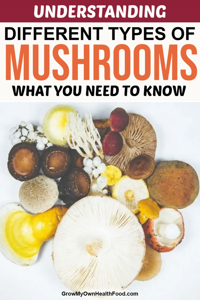 Understanding Different Types of Mushrooms